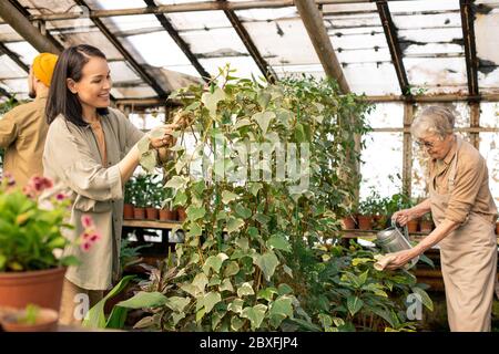 Greenhouse workers of different ages caring for plants in beautiful orangery: Asian woman checking leaves, senior woman watering plants Stock Photo