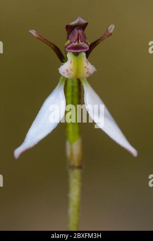 Parsons Bands Orchid. Stock Photo