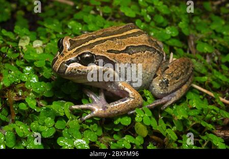 Striped Marsh Frog Stock Photo