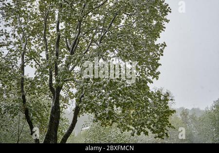 Trees with leaves and snow in the forest during the spring time Stock Photo