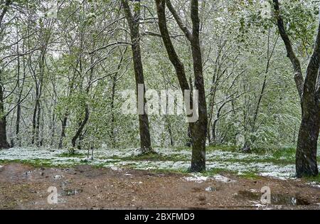 Green trees in the park with sudden snow during spring time Stock Photo