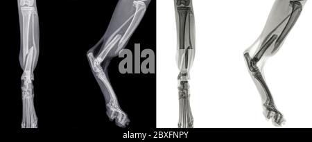 Digital front and side view X ray of the  hind leg of a cat with a fracture of the shinbone (tibia). Isolated on black and white Stock Photo