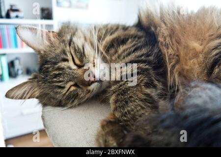 sleeping cat Stock Photo