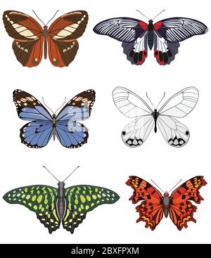 Collection of decorated butterflies of different breeds. Vector illustration Stock Vector