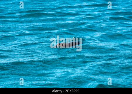 Galápagos penguin swimming in the Pacific Ocean off the coast of Bartolomé Island which is on of the Galapagos Islands. Stock Photo