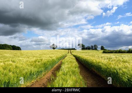 Ripening bearded barley on a bright summer day. It is a member of the grass family, is a major cereal grain grown in temperate climates globally. Stock Photo