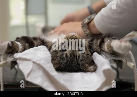 Tabby cat is prepared for surgery by an assistant in a veterinary clinic Stock Photo