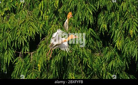 Beawar, India. 05th June, 2020. A pair of Cattle Egret bird flying on a tree at a public garden in Beawar, Rajasthan. (Photo by Alberto Sibaja/Pacific Press) Credit: Pacific Press Agency/Alamy Live News Stock Photo