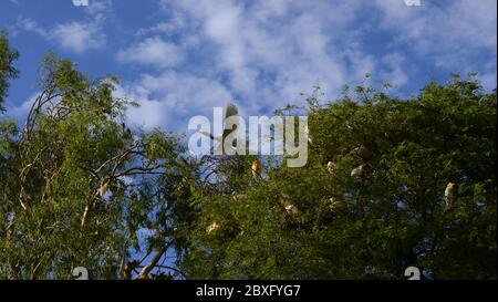 Beawar, India. 05th June, 2020. Flock of Cattle Egret birds sitting on a tree during cloudy weather, at a public garden in Beawar, Rajasthan. (Photo by Alberto Sibaja/Pacific Press) Credit: Pacific Press Agency/Alamy Live News Stock Photo