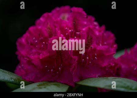 Rhododendron pearces american beauty hi-res stock photography and images -  Alamy