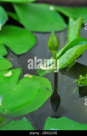 Before it will bloom lotus with green flowers rise above the surface. Stock Photo