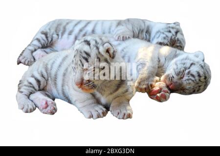 Three baby white bengal tiger isolated on white background Stock Photo