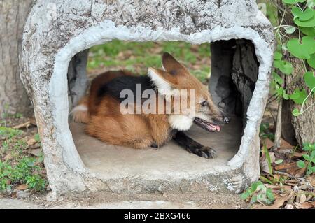 Maned wolf was lying curled up in artificial stone. Stock Photo