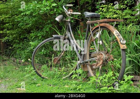 Old rusty bicycles parked up in the garden. Stock Photo
