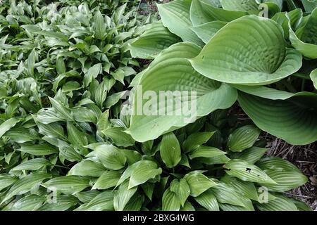 Large leaves Hosta 'Sum and Substance' and other smaller hostas Stock Photo