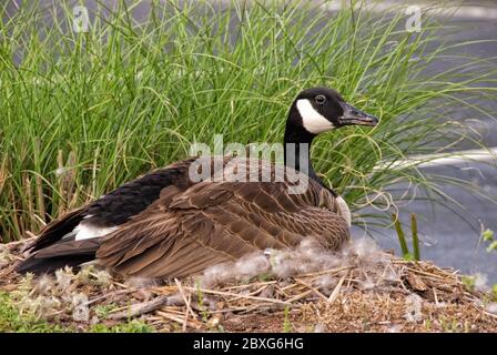 Canada goose made best sale