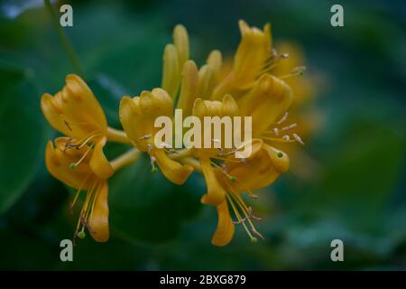 Lonicera tellmanniana honeysuckle woodbine yellow blossom close up Stock Photo