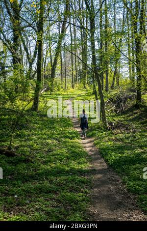 Woman walking along a footpath in the forest in the springtime, Salzburg, Austria Stock Photo