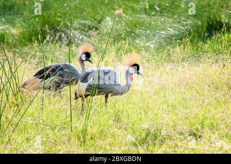 Grey crowned cranes, Balearica regulorum, foraging in Samburu National Reserve. Kenya. Africa. Stock Photo