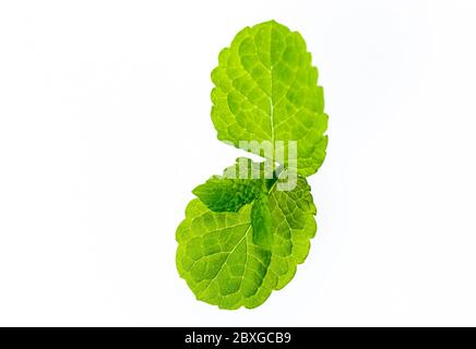 Mint leaves. Herbs for tea. Food and drink ingredient. Young mint leaves. Photo on a white background. Isolated from background. Stock Photo