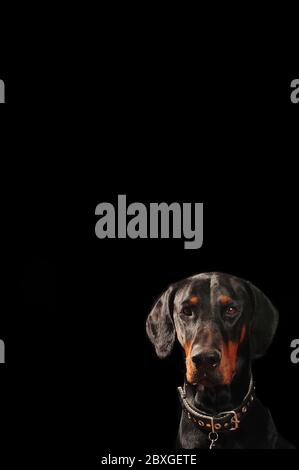 Low key portrait of black doberman pinscher dog. Black background. Vertical photo with dog placed in lower right corner.  Copy space above guard dog. Stock Photo