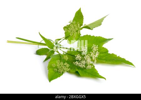 Aegopodium podagraria or ground elder, herb gerard, bishop's weed, goutweed, gout wort, and snow-in-the-mountain. Stock Photo