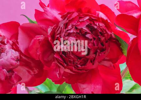 Macro photo red peony plant. Stock photo blooming red peony flower.