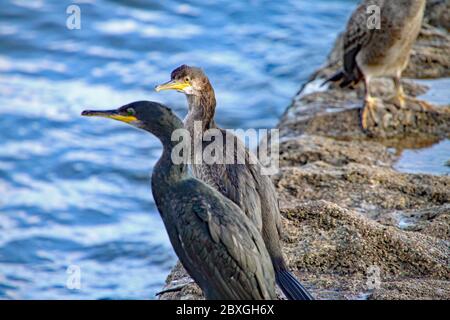 Seagulls and cormorants perch on a brick jetty at Dawlish in Devon Stock Photo