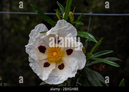 close-up of gum rockrose flower and its plant. Spain Stock Photo