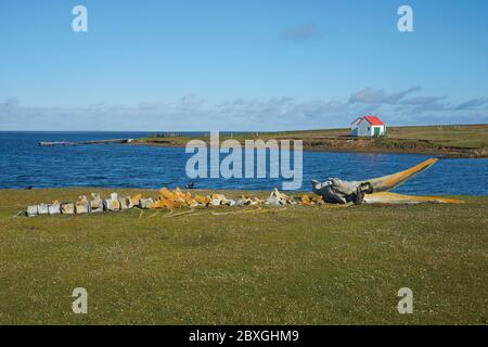 Old whale bones lying on the coast of Bleaker Island in the Falkland Islands. Stock Photo