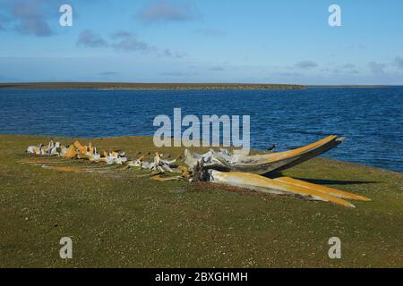 Old whale bones lying on the coast of Bleaker Island in the Falkland Islands. Stock Photo