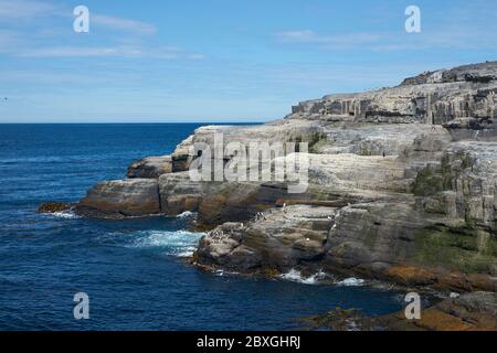 Rockhopper Penguins (Eudyptes chrysocome) heading to sea from a rocky outcrop on the coast of Bleaker Island in the Falkland Islands. Stock Photo