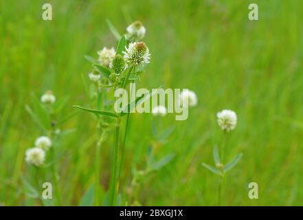Flowers Trifolium montanum, the mountain clover on meadow. Stock Photo