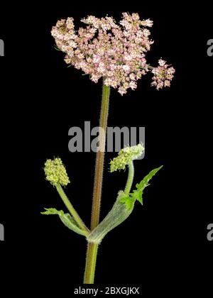 Flower head of a pink form of the UK biennial wildflower, Heracleum spondylium, on a black background Stock Photo