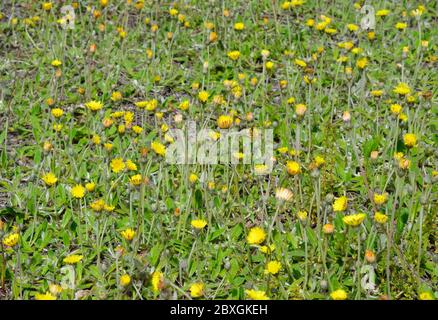 Pilosella officinarum, synonym Hieracium pilosella, known as mouse-ear hawkweed Stock Photo