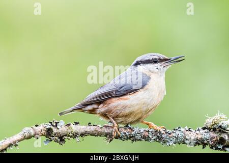European nuthatch in mid Wales in mid Spring Stock Photo