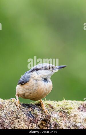 European nuthatch in mid Wales in mid Spring Stock Photo