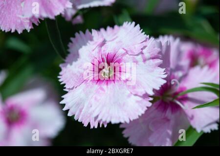 Red Dianthus flowers, chinensis clove,  sweet william flower in the garden Stock Photo