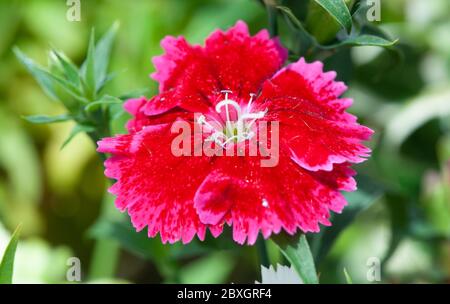 Red Dianthus flowers, chinensis clove,  sweet william flower in the garden Stock Photo