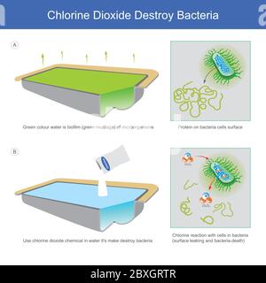 Chlorine Dioxide Destroy Bacteria. Illustration explain water sources in which bacteria mucilage until all green colour water And the removal of bacte Stock Vector