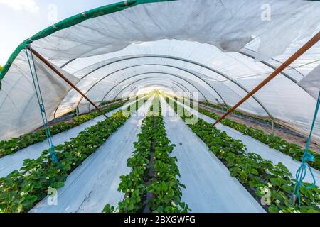 Cultivation of strawberry fruits using the plasticulture method, plants growing on plastic mulch in walk-in greenhouse polyethylene tunnels Stock Photo