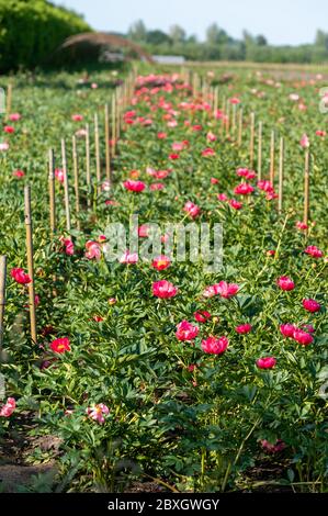 Blossom of pink peony flowers on farm field in Netherlands in sunny day Stock Photo