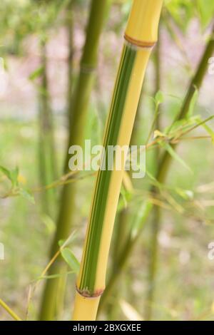 Phyllostachys bambusoides 'Castillonii Variegata' close up. Stock Photo