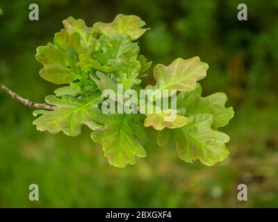 Closeup of fresh green oak leaves on a tree branch in early summer Stock Photo