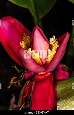 Hairy or Pink Banana (Musa velutina) Flower Stock Photo