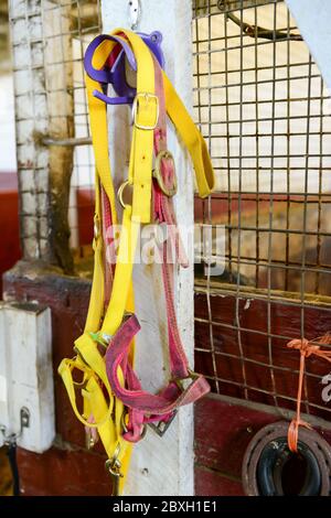 Leather and synthetic halters and headcollars hang neatly on wooden pegs attached to the wall. The multicolor halters are worn with metal buckles. Stock Photo