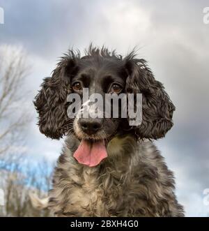 Front view, head close up of English Springer Spaniel dog isolated outdoors staring at camera with tongue hanging out, panting. Stock Photo
