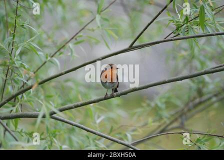 Robin Redbreast sitting on a branch Stock Photo