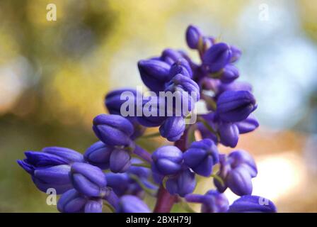 Close up of beautiful purple flowers (Grape hyacinth) in the warm afternoon sun. Stock Photo