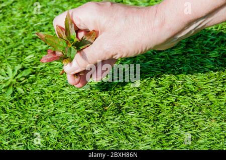 Woman pulling surface weeds from an artificial grass or astroturf lawn - needs regular weeding to remove airborne self-sown weeds from surface. Stock Photo